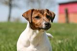 JACK RUSSEL 148